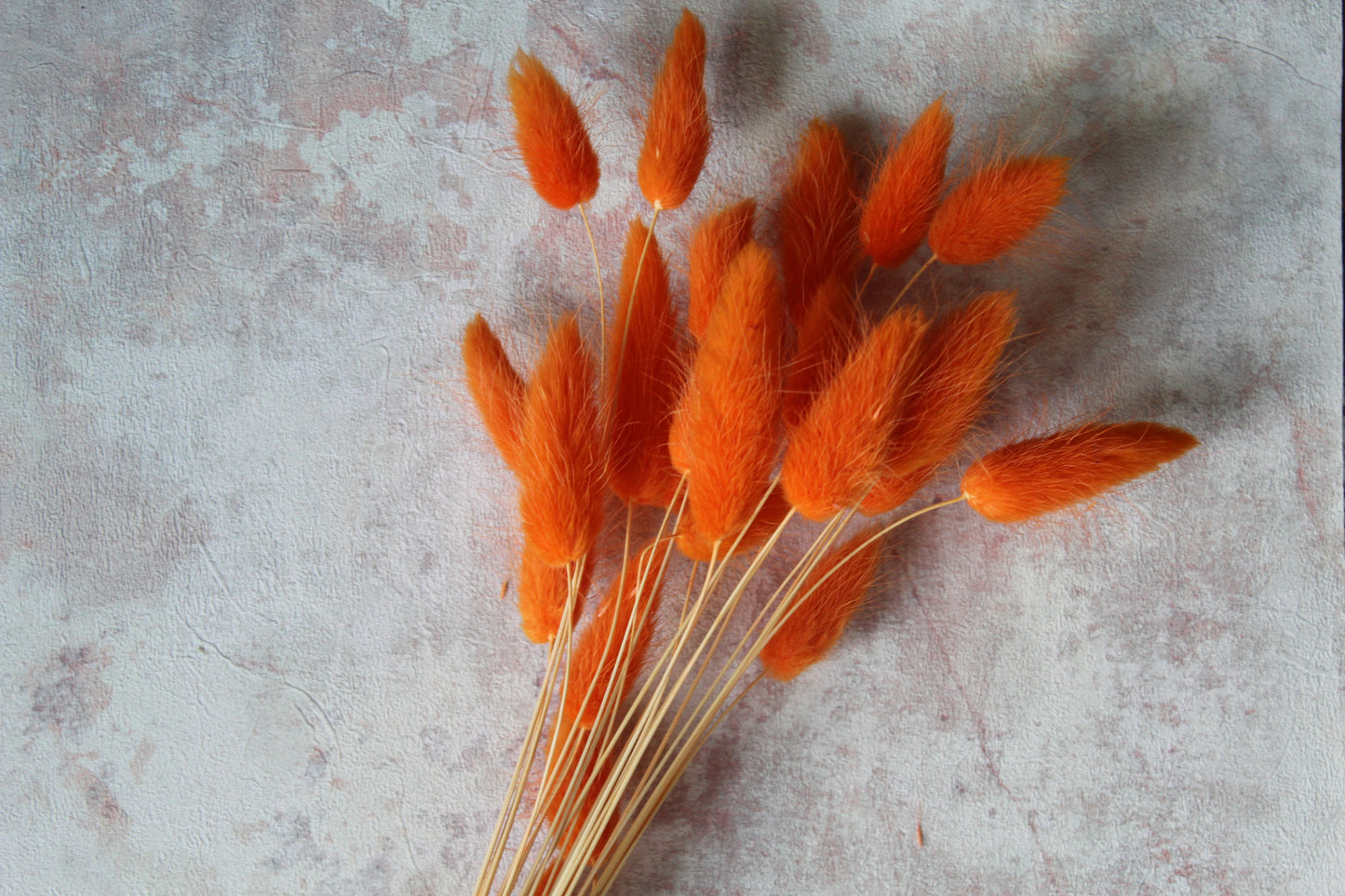 Orange Bunny tails